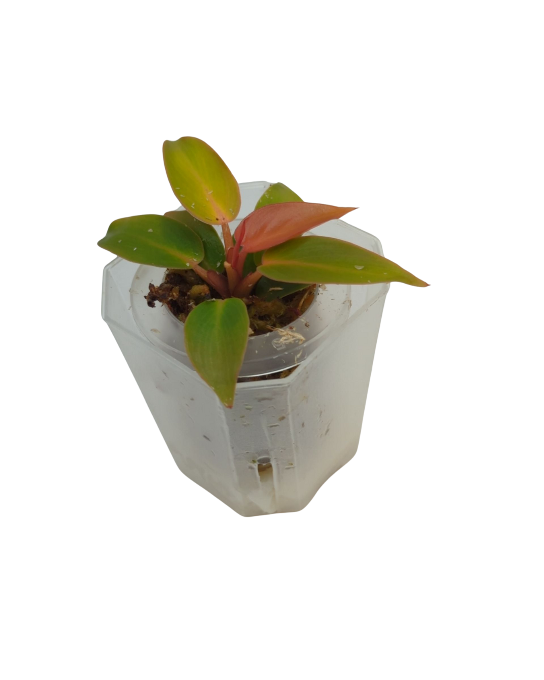 Baby Philodendron erubescens Sun Red 6